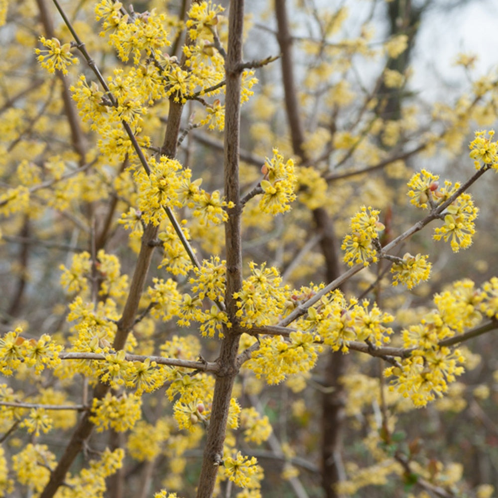 Cornus mas - Kornelkirsche - Sträucher