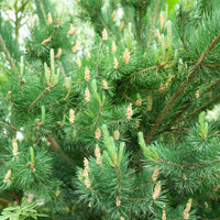 Pinus sylvestris - Waldkiefer - Kiefer