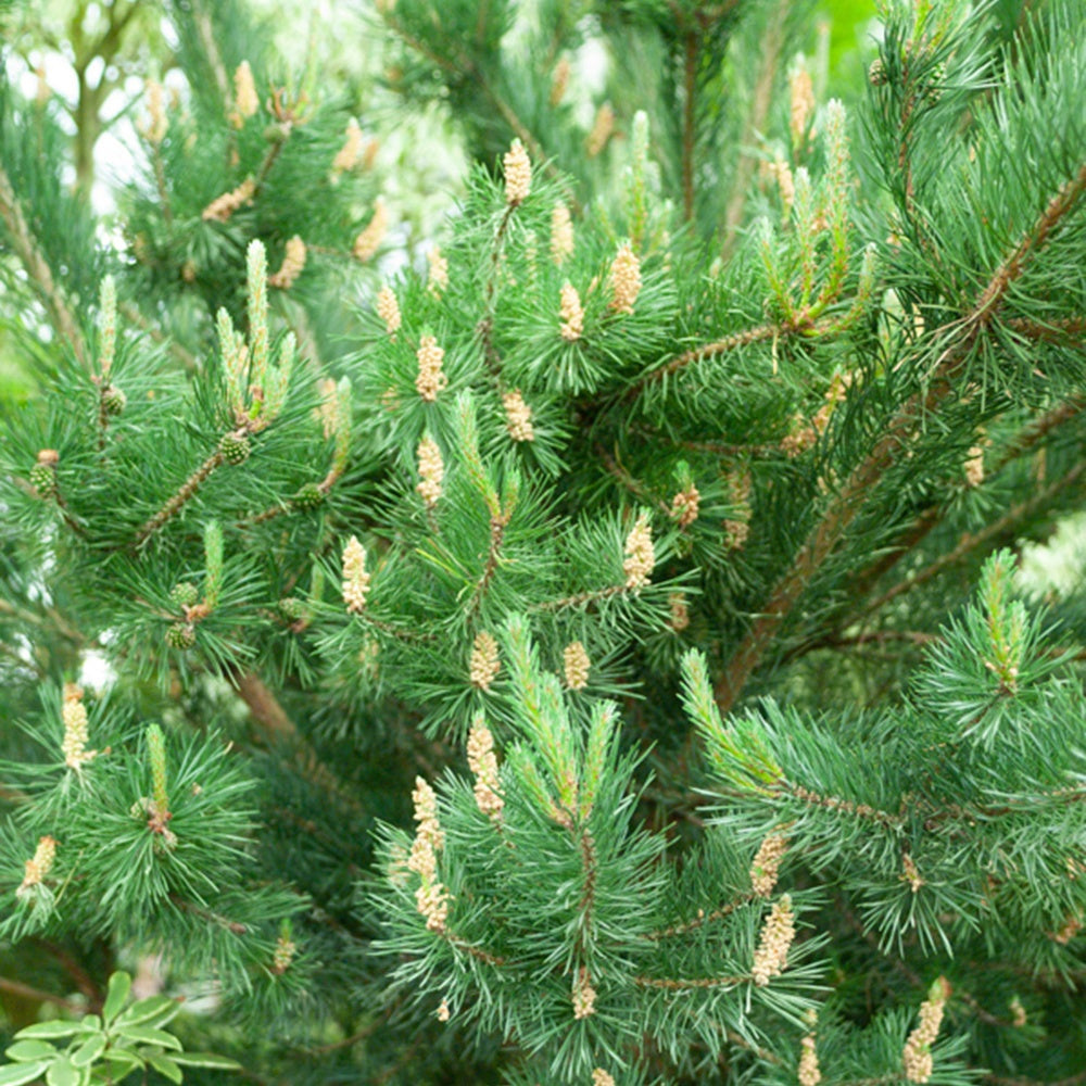 Pinus sylvestris - Waldkiefer - Kiefer