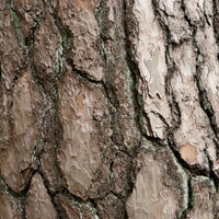 Waldkiefer - Kiefer - Bakker