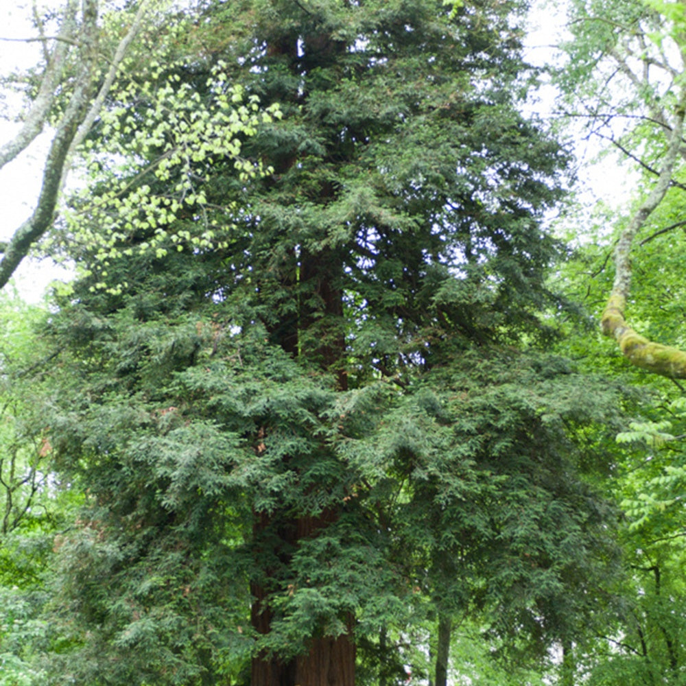 Sequoia sempervirens - Küstenmammutbaum - Nadelbäume