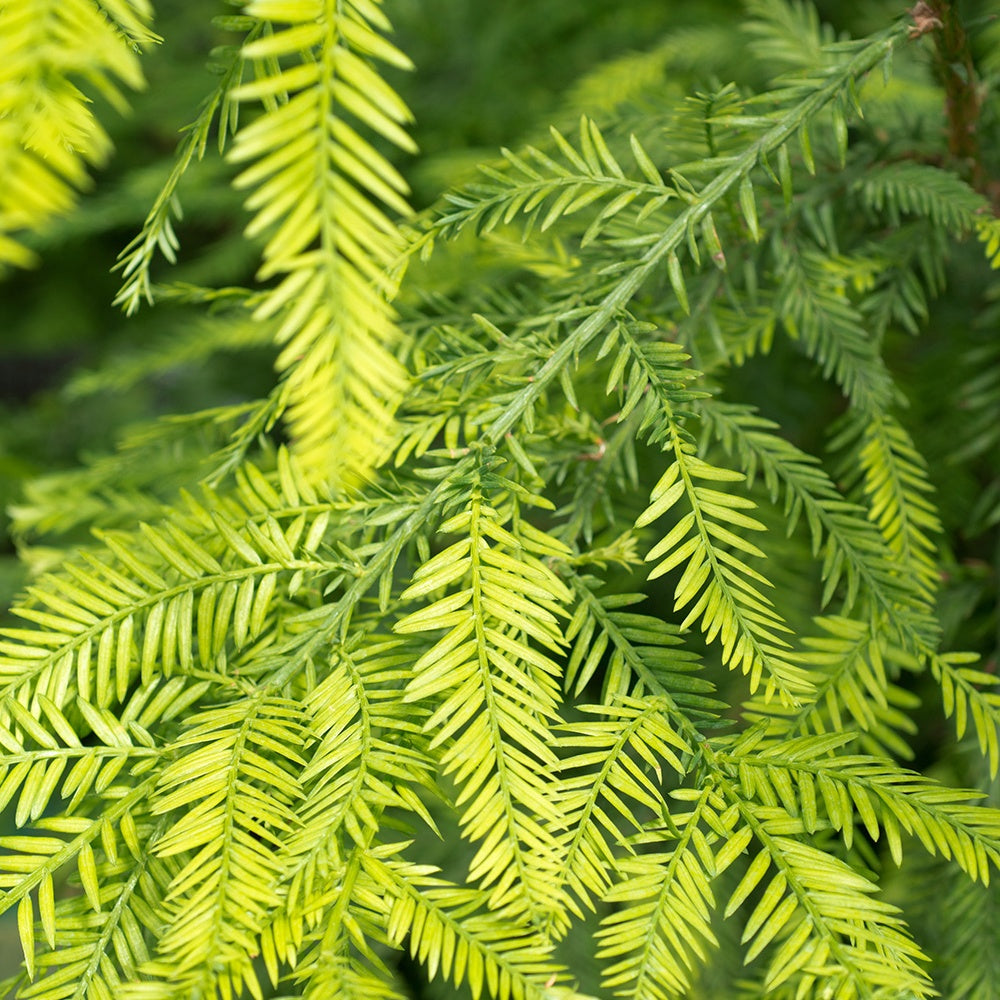 Küstenmammutbaum - Sequoia sempervirens - Bakker