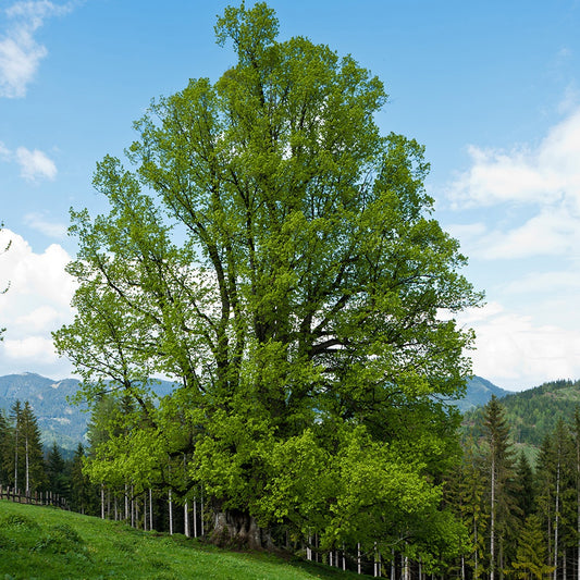 Winterlinde - Bakker