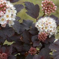 Balkonblumen - Fasanenspiere Red Baron - Physocarpus opulifolius Red Baron
