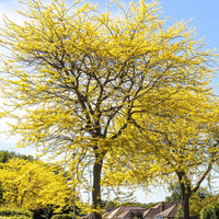Gelbe Lederhülsenbaum - Gleditsia triacanthos Sunburst - Bakker