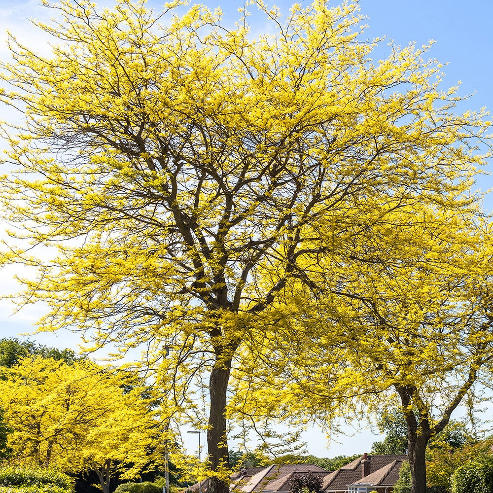 Gelbe Lederhülsenbaum - Gleditsia triacanthos Sunburst - Bakker