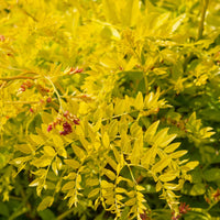 Gelbe Lederhülsenbaum - Bakker