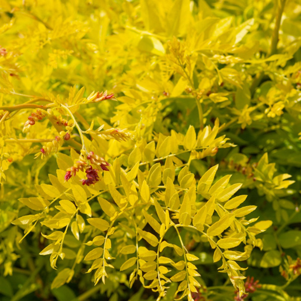Gelbe Lederhülsenbaum - Bakker