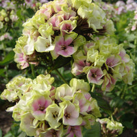 Flammenblume 'Sherbet Blend' - Bakker