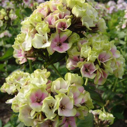 Flammenblume 'Sherbet Blend' - Bakker
