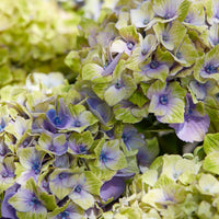 Hydrangea macrophylla 'jewel' - Bauernhortensie 'Jewel' - Großblättrige Hortensie
