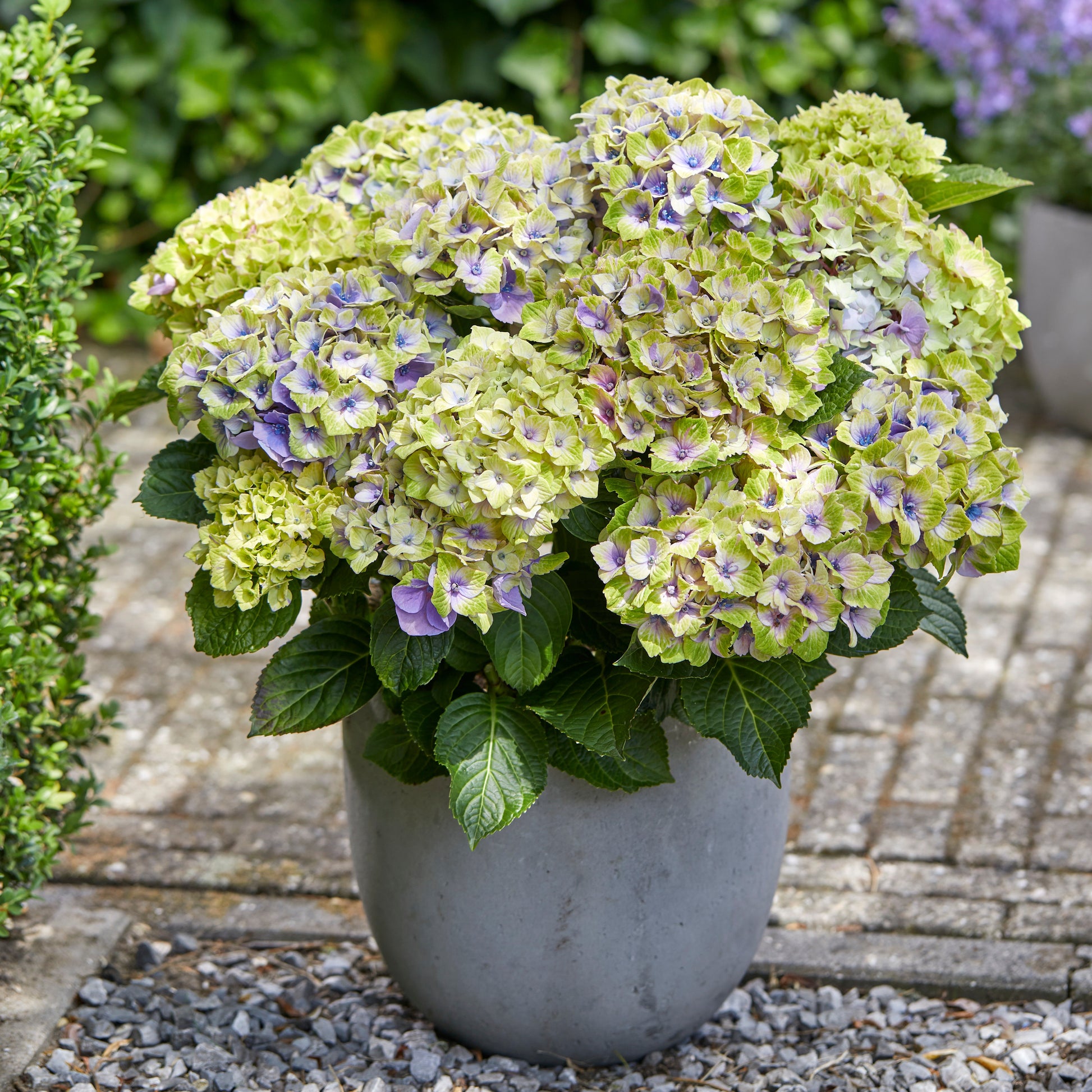 Bauernhortensie 'Jewel' - Bakker