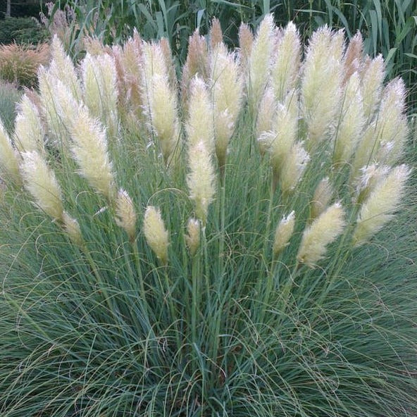 Pampasgras - Cortaderia - Pampasgras Cortaderia 'Pumila' - Cortaderia selloana pumila
