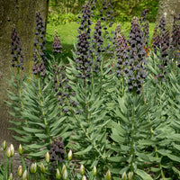 Fritillaria-Zwiebeln - Persische Schachblume - Fritillaria persica