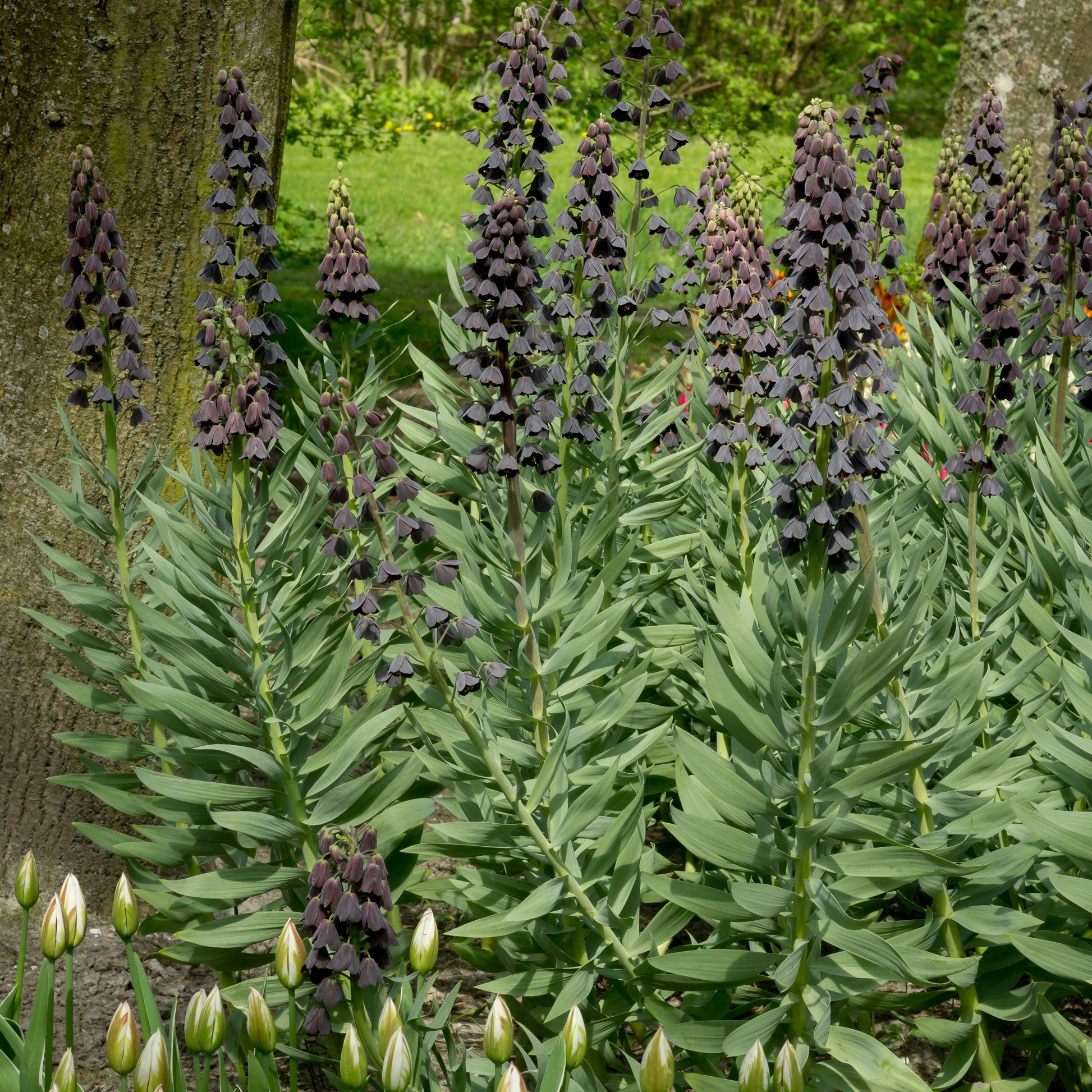 Fritillaria-Zwiebeln - Persische Schachblume - Fritillaria persica
