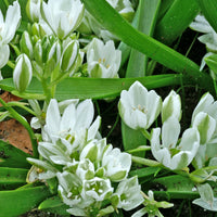 Verkauf Milchstern (x20) - Ornithogalum balansae