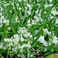 Milchstern (x20) - Ornithogalum balansae - Bakker