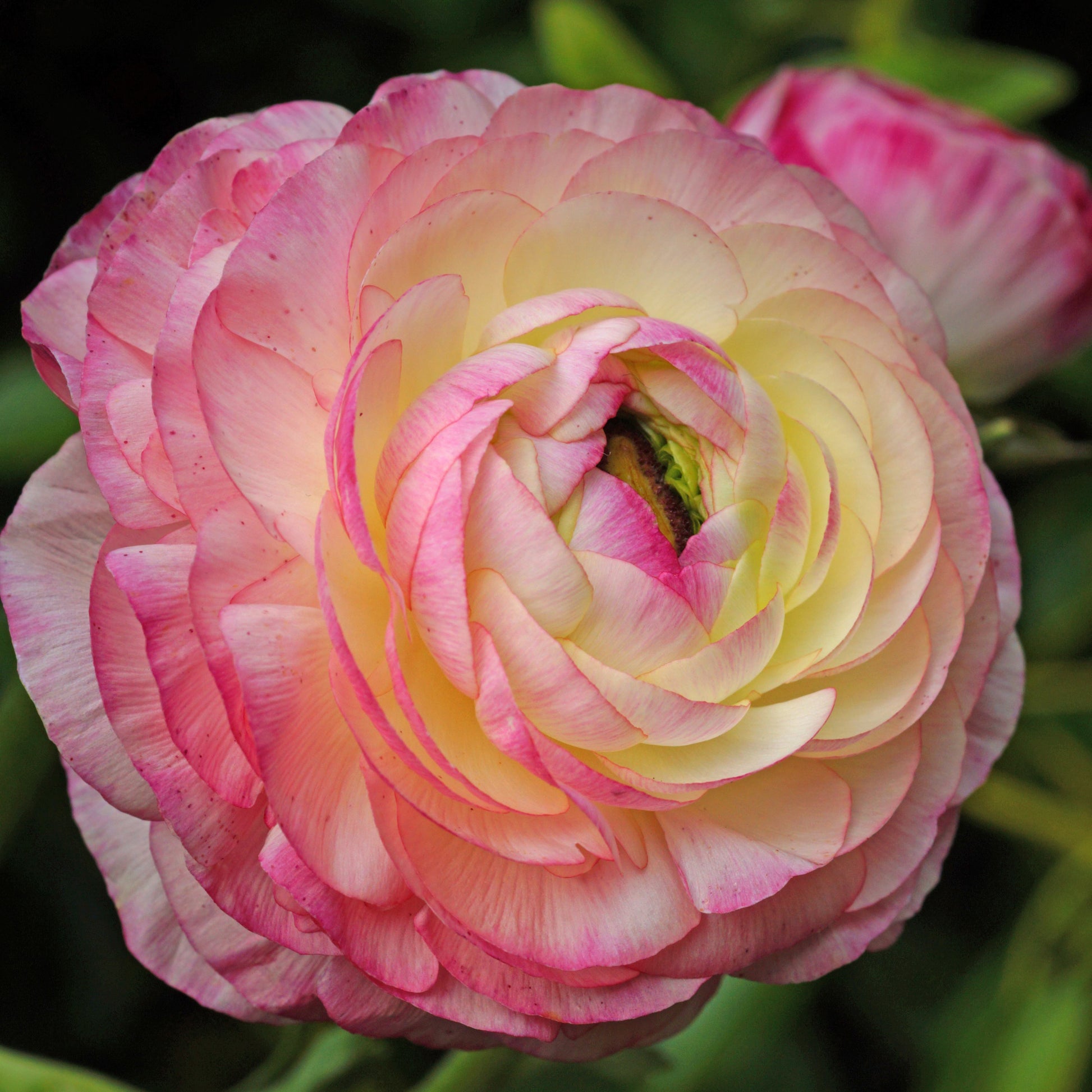 Ranunkel Picotee Pink (x12) - Bakker