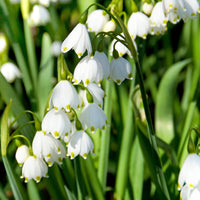 Sommer-knotenblume (x8) - Bakker