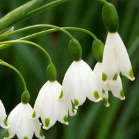 Leucojum aestivum - Sommer-knotenblume (x8) - Frühlingszwiebeln