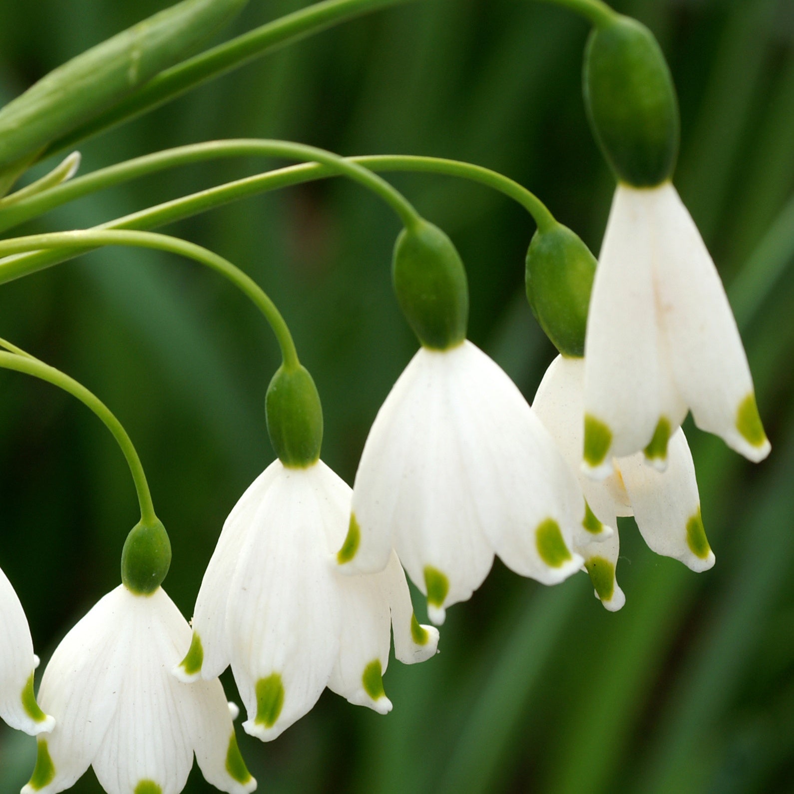 Leucojum aestivum - Sommer-knotenblume (x8) - Frühlingszwiebeln