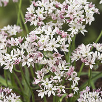 Zierlauch ‘Chameleon’ (x25) - Allium cameleon - Bakker