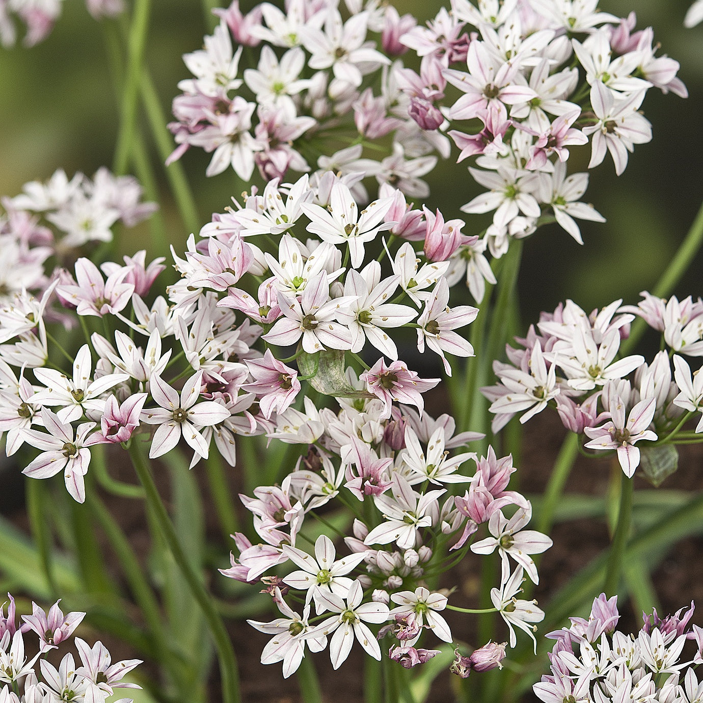Zierlauch ‘Chameleon’ (x25) - Allium cameleon - Bakker