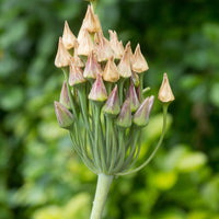 Allium bulgaricum - Bulgarischer Lauch 'Bulgaricum' (x15) - Allium-Zwiebeln