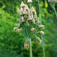 Allium-Zwiebeln - Bulgarischer Lauch 'Bulgaricum' (x15) - Allium bulgaricum