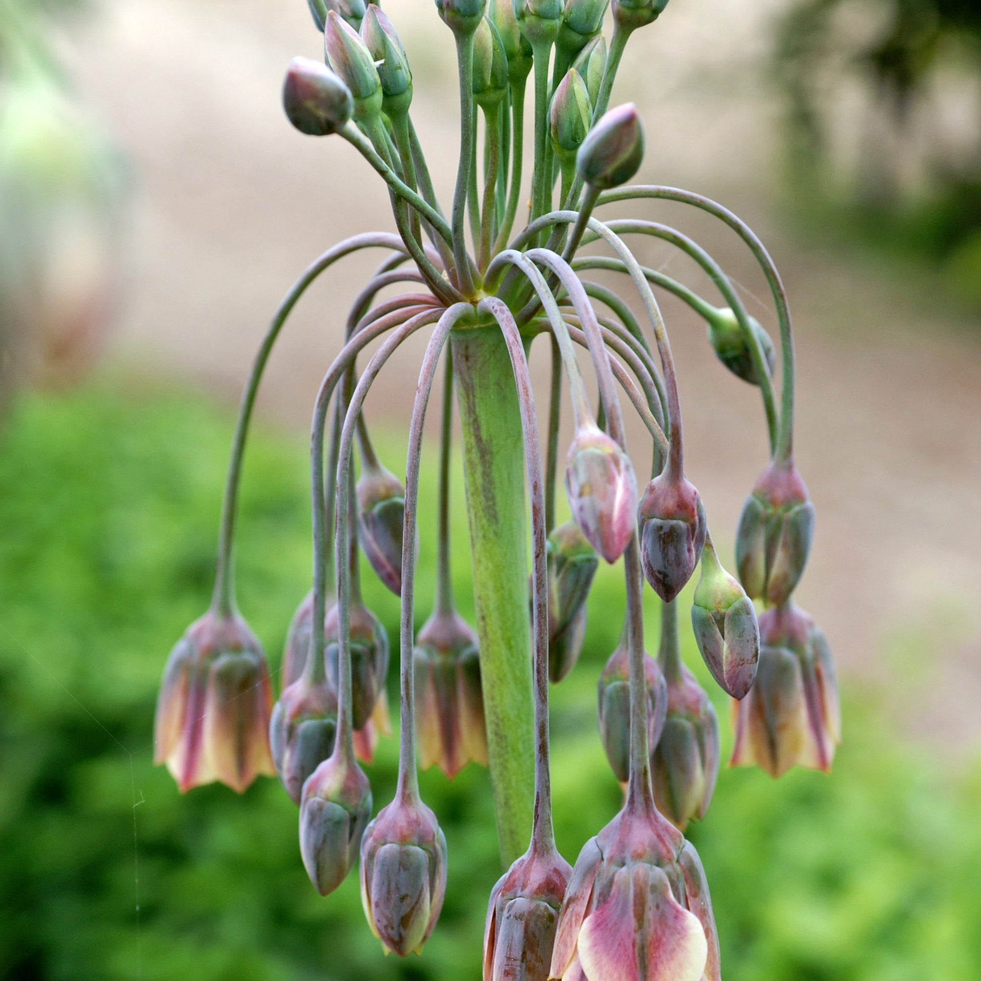 Verkauf Bulgarischer Lauch 'Bulgaricum' (x15) - Allium bulgaricum