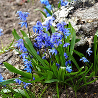 Verkauf Sibirischer Blaustern - Scilla siberica