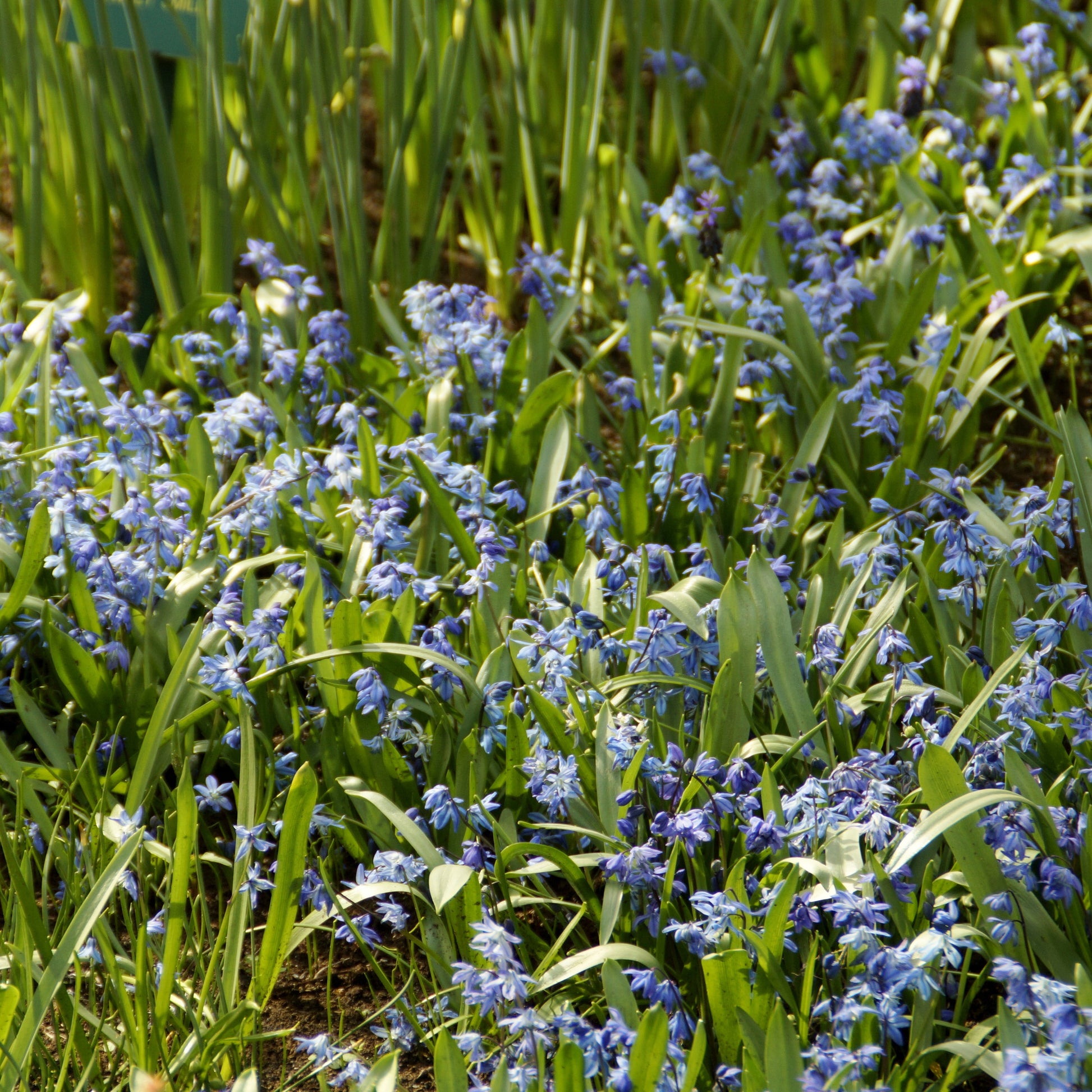 Sibirischer Blaustern - Hyazinthen-Zwiebeln - Bakker