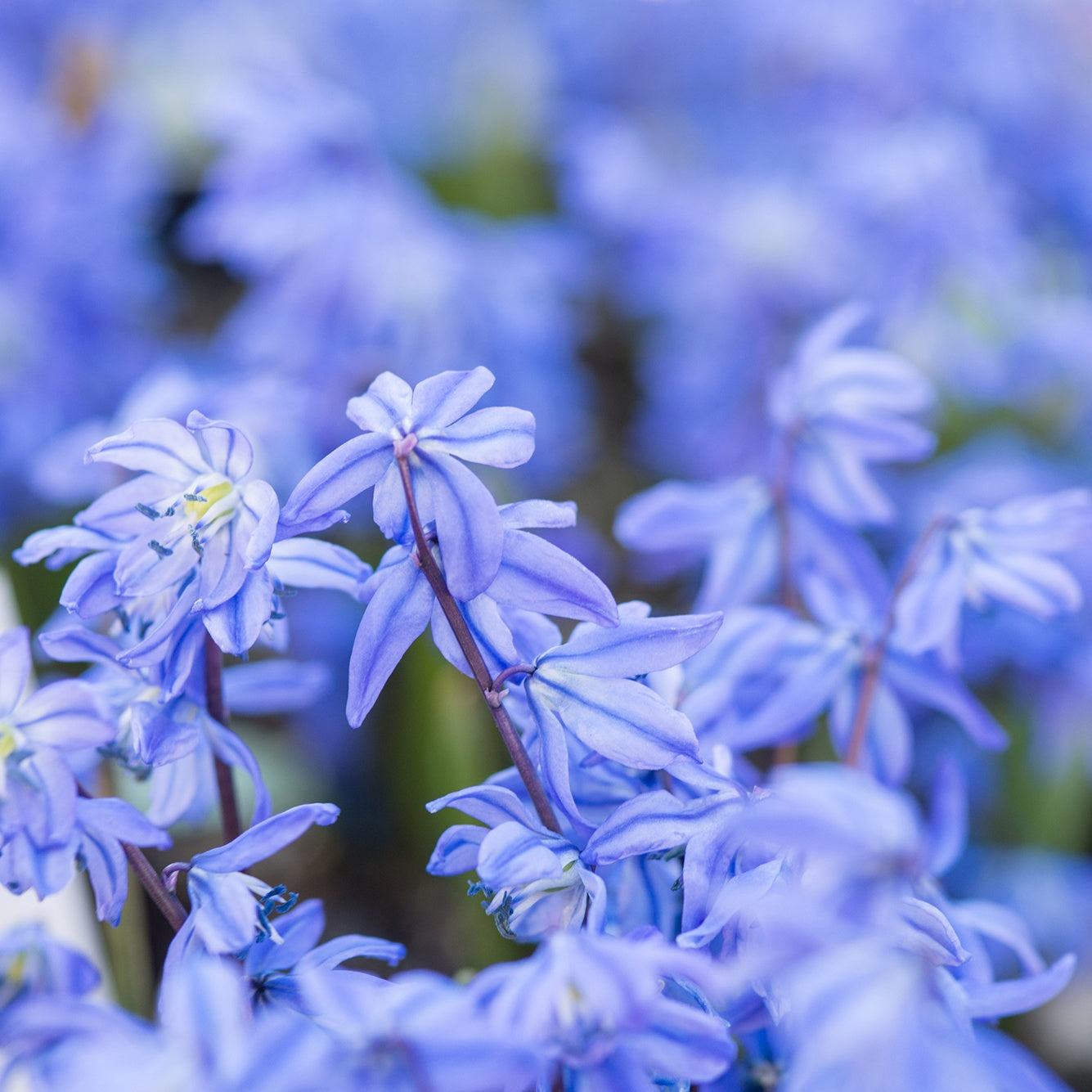 Verkauf Sibirischer Blaustern - Hyazinthen-Zwiebeln