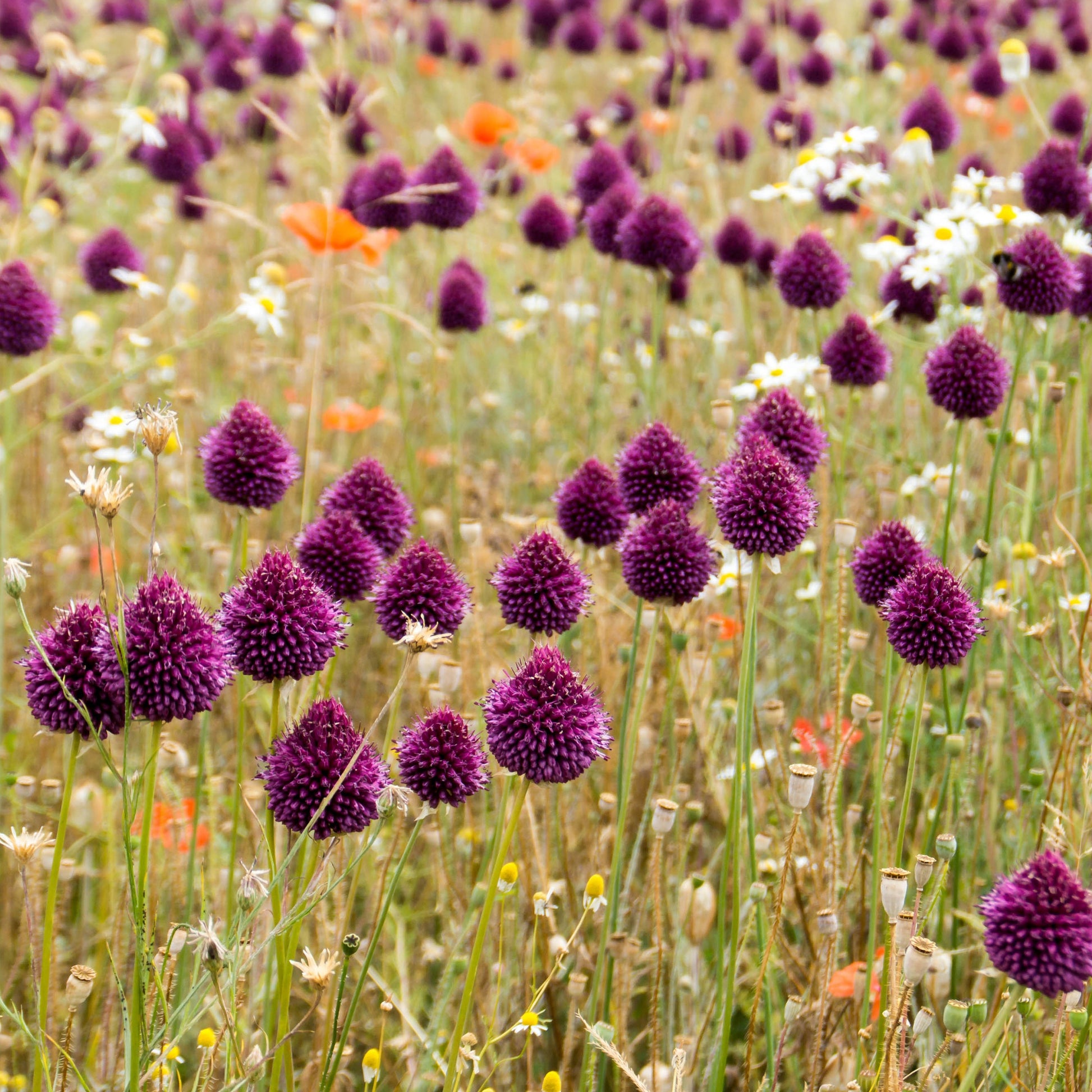 Kugellauch (x25) - Allium sphaerocephalon - Bakker