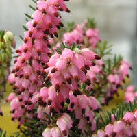 Rosa Winterheide (x3) - Erica carnea - Bakker