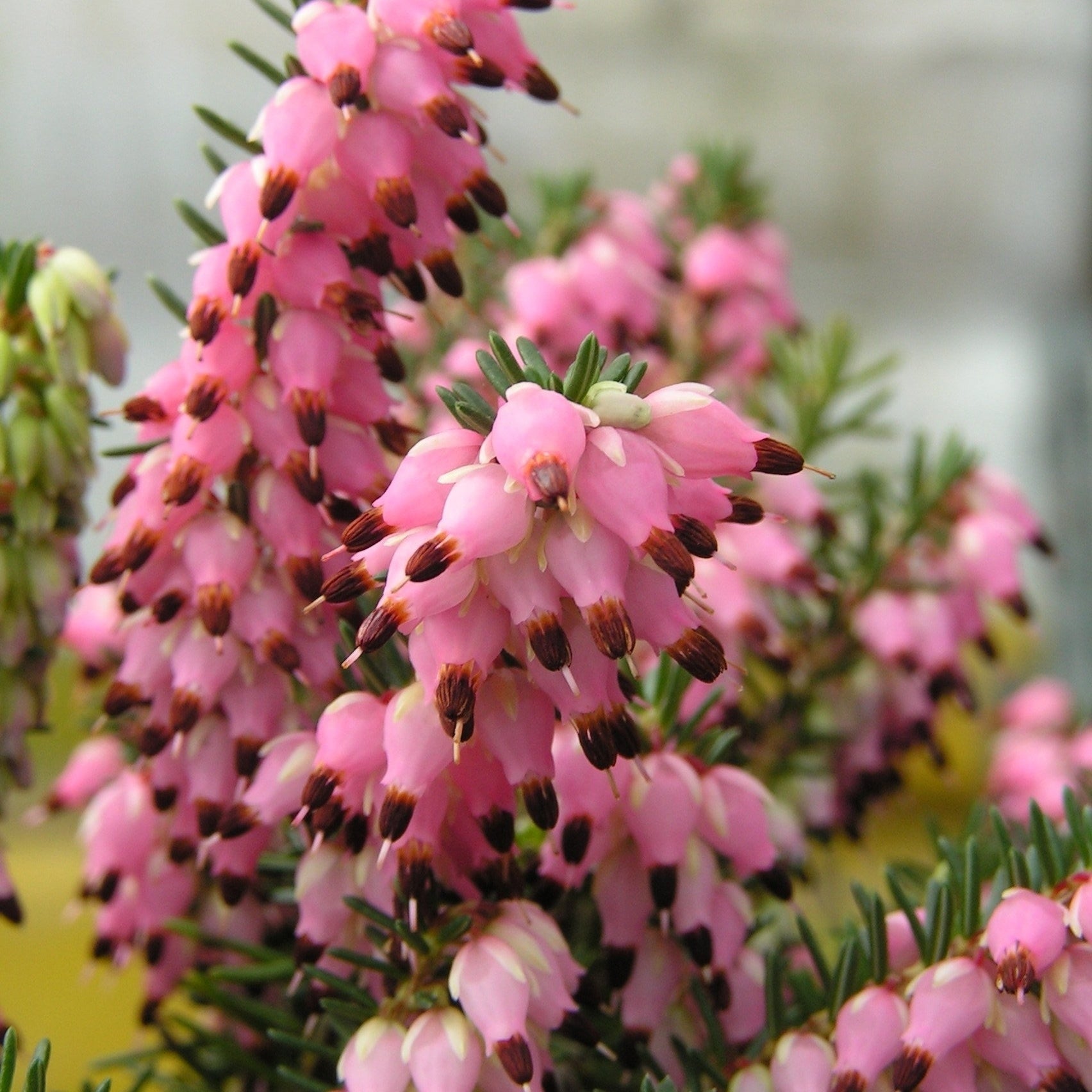 Rosa Winterheide (x3) - Erica carnea - Bakker