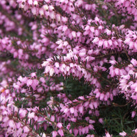 Blühende Stauden - Rosa Winterheide (x3) - Erica carnea