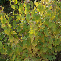 Cornus sanguinea winter flame ® ‘anny’ - Blutroter Hartriegel Winter Flame ® Anny - Sträucher