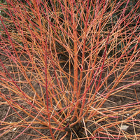 Sträucher - Blutroter Hartriegel Winter Flame ® Anny - Cornus sanguinea winter flame ® ‘anny’