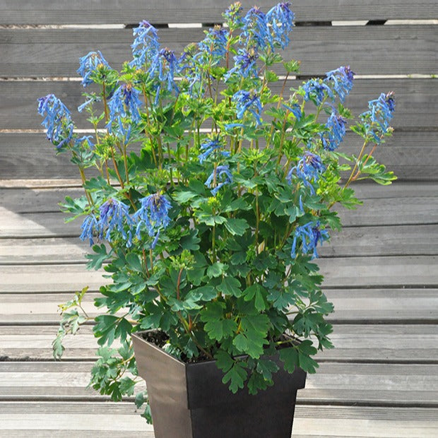 Lerchensporn Blue Line ® Couriblue - Bakker