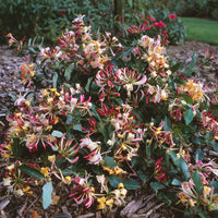 Wald-Geißblatt Chic & Choc ® - Lonicera periclymenum chic & choc ® 'inov205' - Bakker