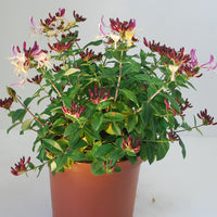 Lonicera periclymenum chic & choc ® 'inov205' - Wald-Geißblatt Chic & Choc ® - Sträucher