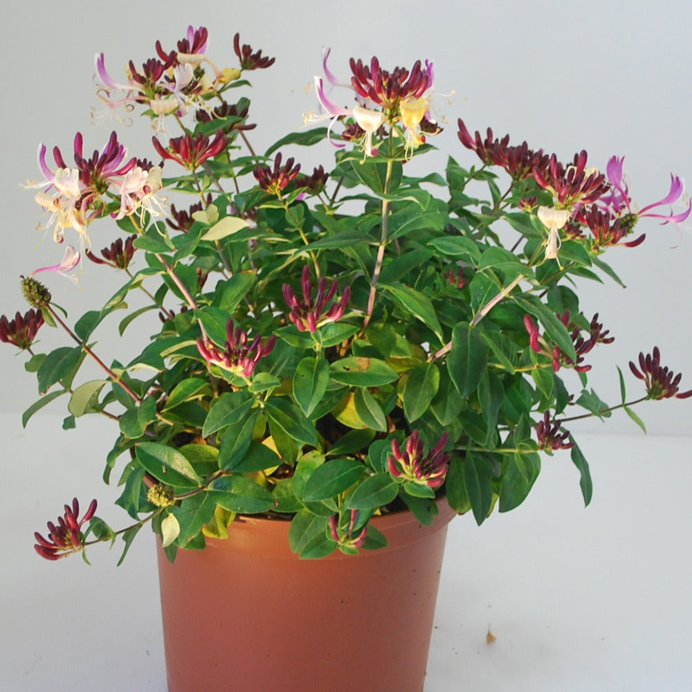 Lonicera periclymenum chic & choc ® 'inov205' - Wald-Geißblatt Chic & Choc ® - Sträucher
