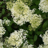 Rispenhortensie - Rispenhortensie ‘Dentelle de Gorron®’ - Hydrangea paniculata dentelle de gorron ® 'rencri'
