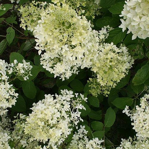 Rispenhortensie - Rispenhortensie ‘Dentelle de Gorron®’ - Hydrangea paniculata dentelle de gorron ® 'rencri'