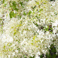 Rispenhortensie ‘Dentelle de Gorron®’ - Hydrangea paniculata dentelle de gorron ® 'rencri' - Bakker