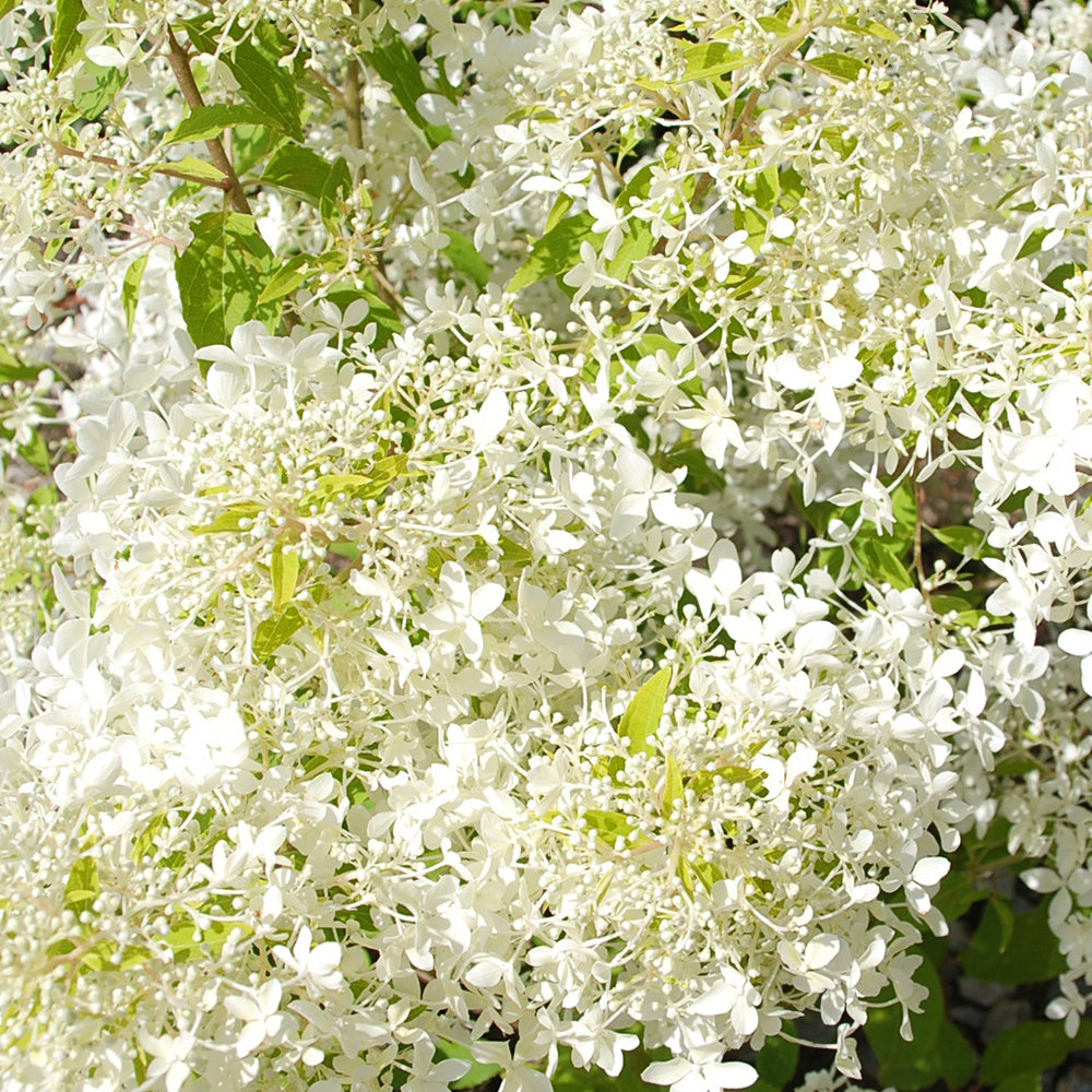 Rispenhortensie ‘Dentelle de Gorron®’ - Hydrangea paniculata dentelle de gorron ® 'rencri' - Bakker