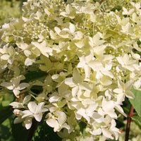 Hydrangea paniculata dentelle de gorron ® 'rencri' - Rispenhortensie ‘Dentelle de Gorron®’ - Rispenhortensie