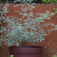 Verkauf Eukalyptus France Bleu ® Rengun - Eucalyptus gunnii France Bleu ® rengun