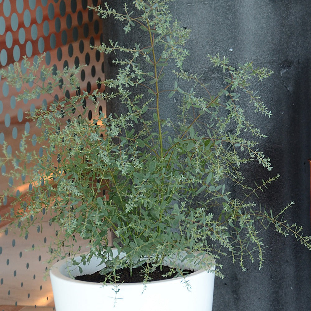 Eukalyptus France Bleu ® Rengun - Eucalyptus gunnii France Bleu ® rengun - Bakker